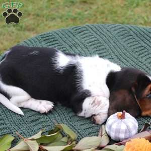 Prince, Basset Hound Puppy